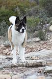AKITA AMERICAIN 338